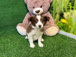 Border Collie Puppy for sale